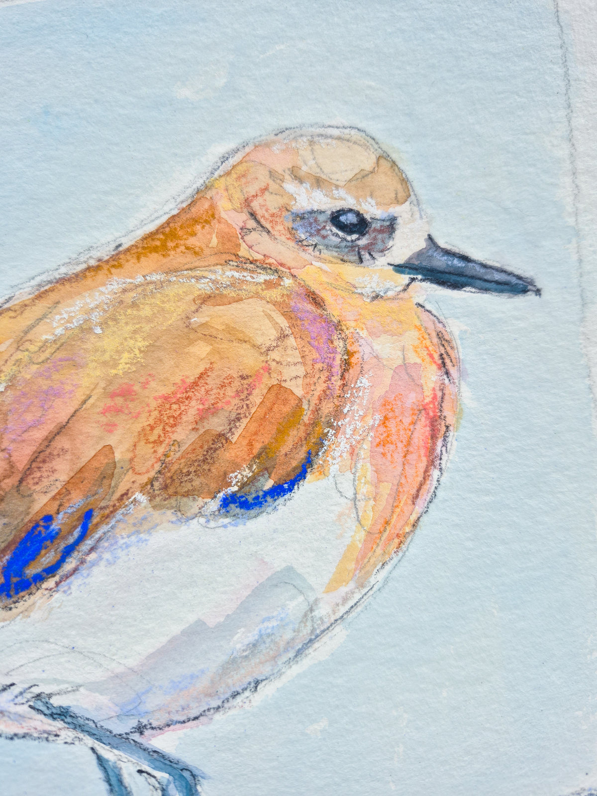 Dotterel