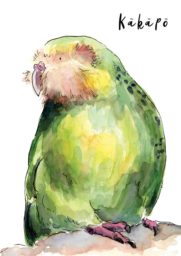 Kākāpō - postcard