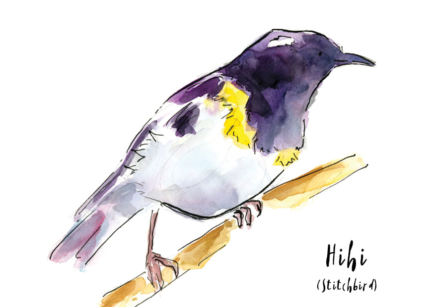 Hihi (Stitchbird) - postcard