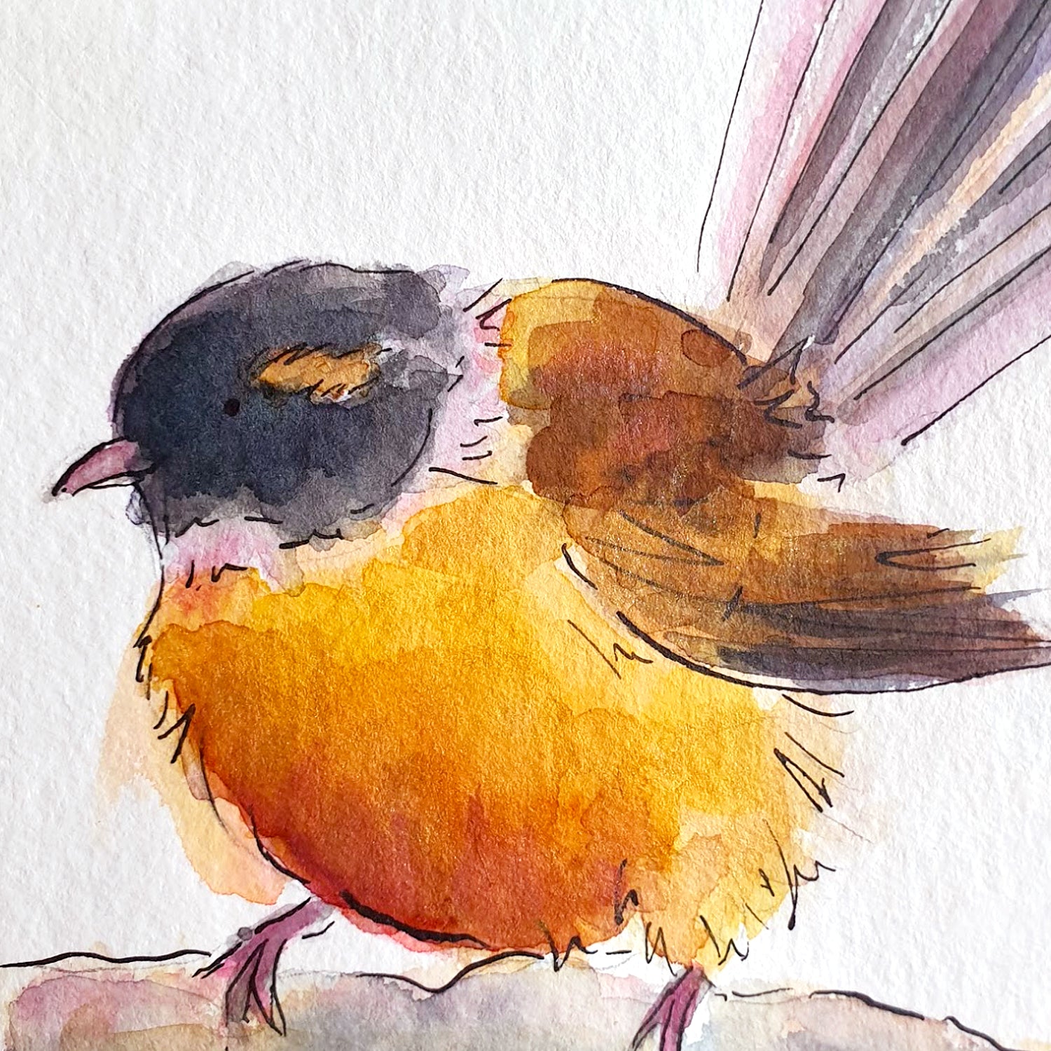 Fantail (Pīwakawaka) - original painting - Raewyn Pope Illustration