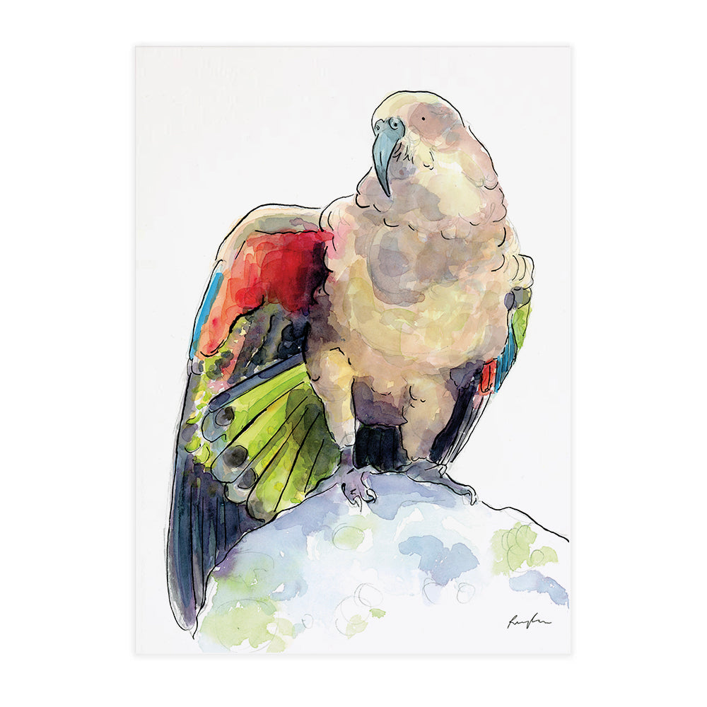 Kea - Raewyn Pope Illustration