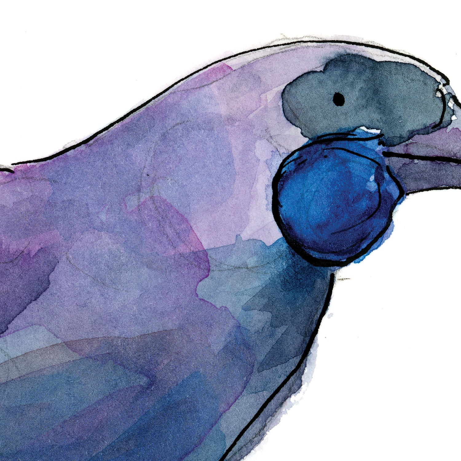 Kōkako - Raewyn Pope Illustration