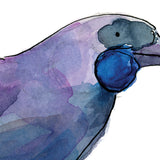 Kōkako - Raewyn Pope Illustration