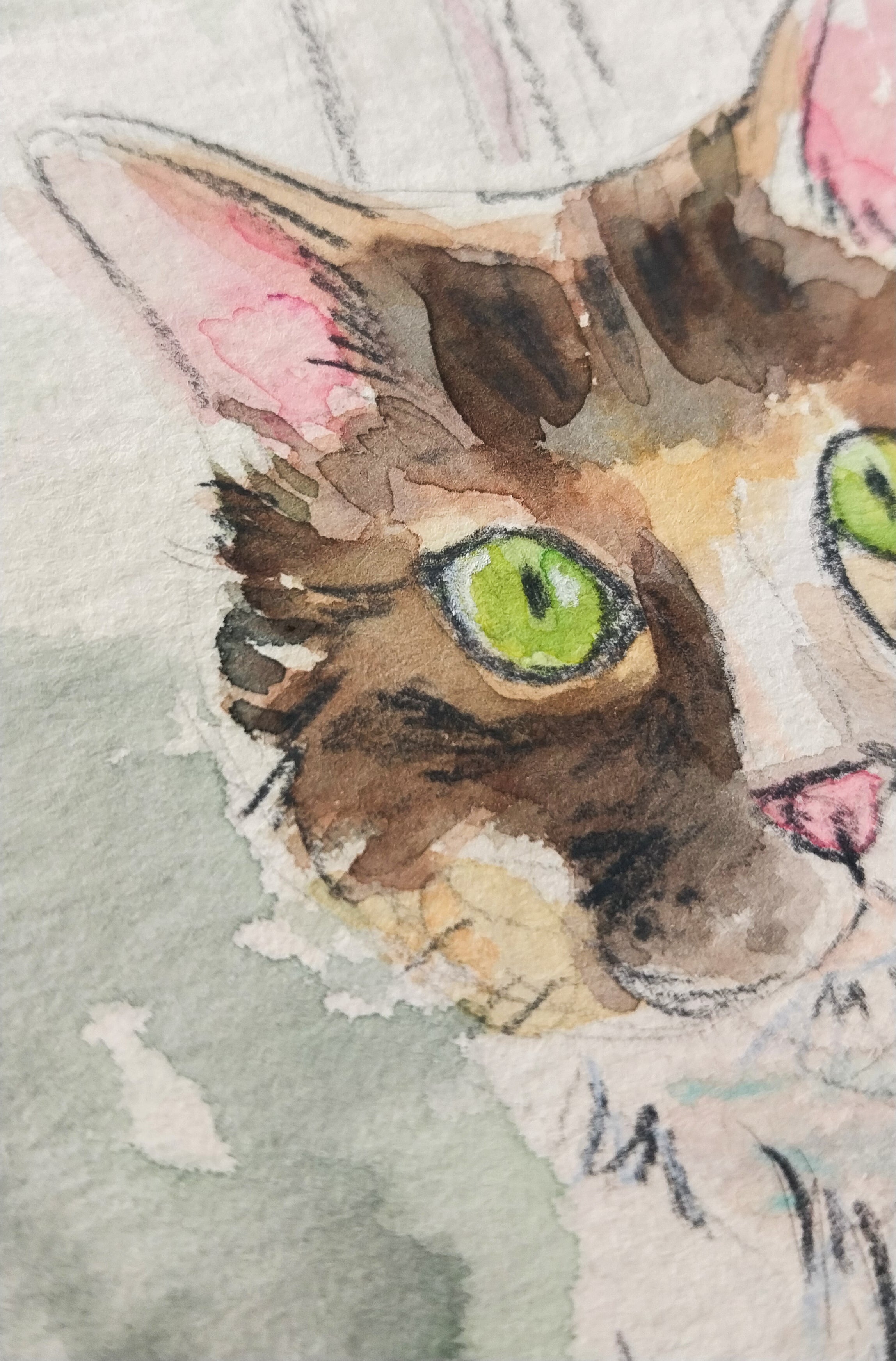 Pet Portraits
