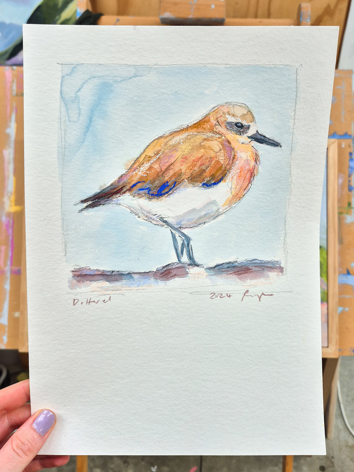 Dotterel