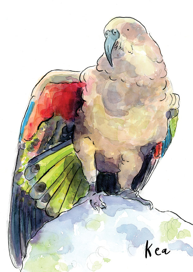 Kea - postcard
