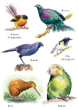 Birds of NZ #1 - postcard