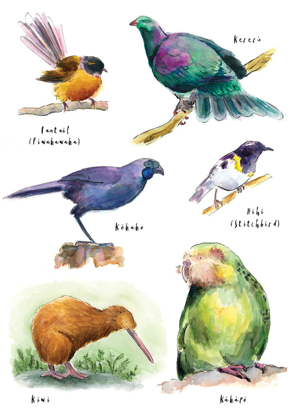 Birds of NZ #1 - postcard