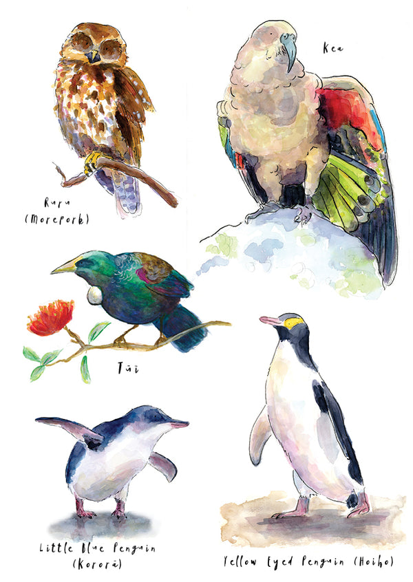 Birds of NZ #2 - postcard