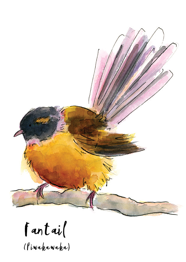Fantail (Pīwakawaka) - postcard