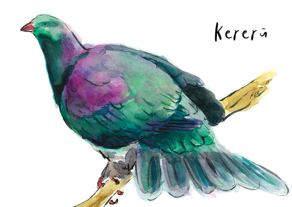 Kererū - postcard