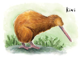 Kiwi - postcard