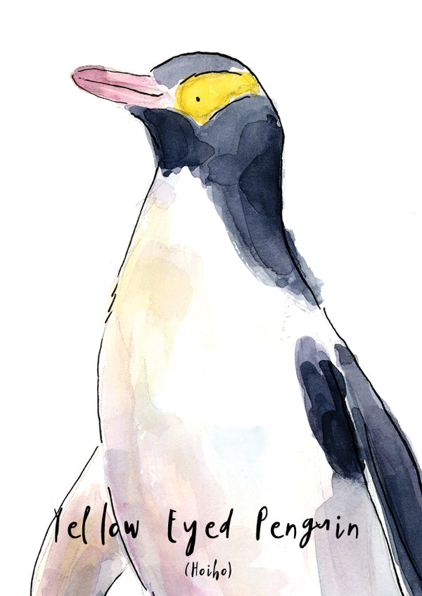 Yellow Eyed Penguin (Hoiho) - postcard