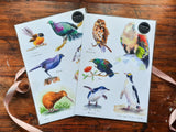 NZ Birds bundle