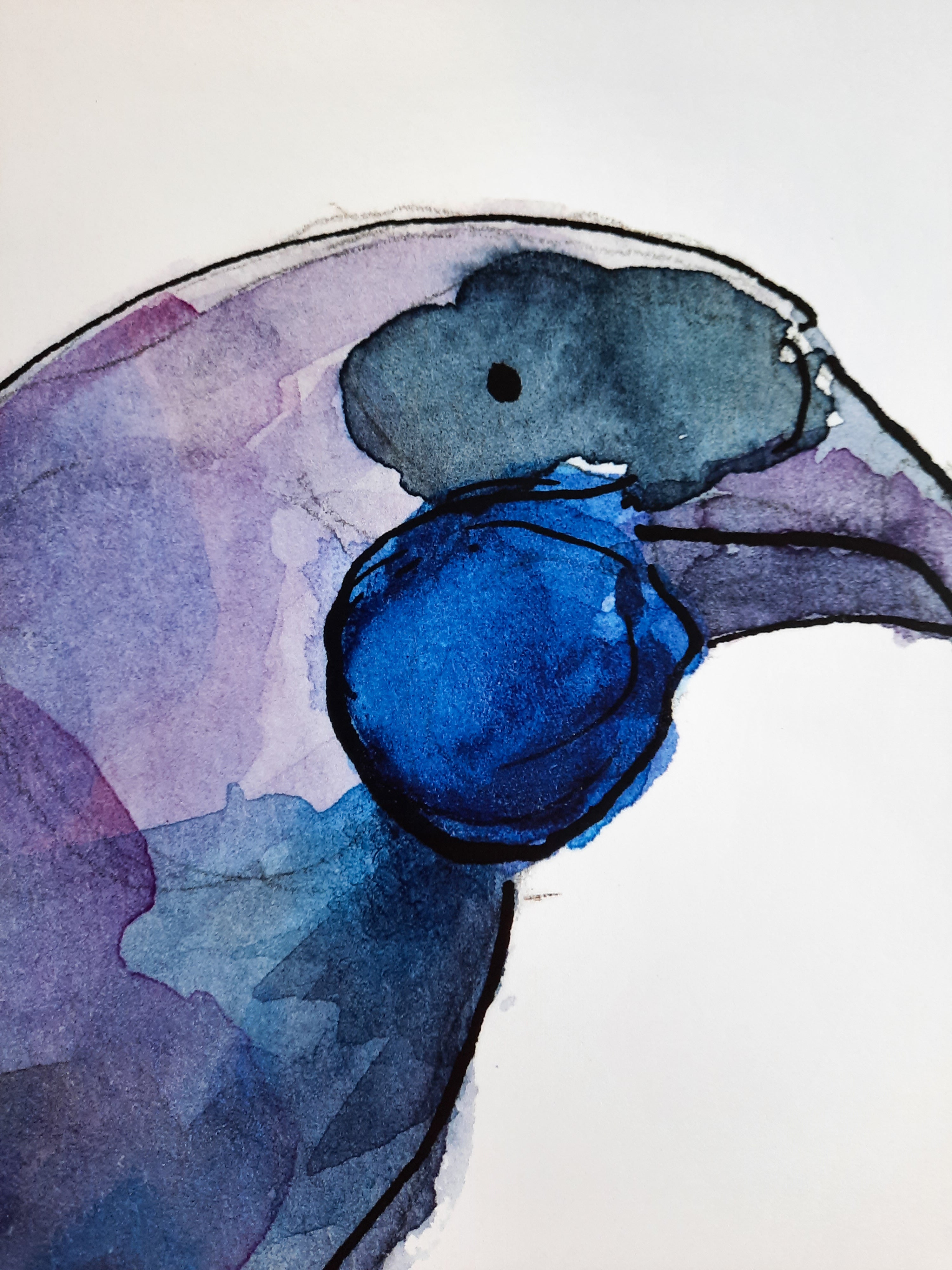 Kōkako