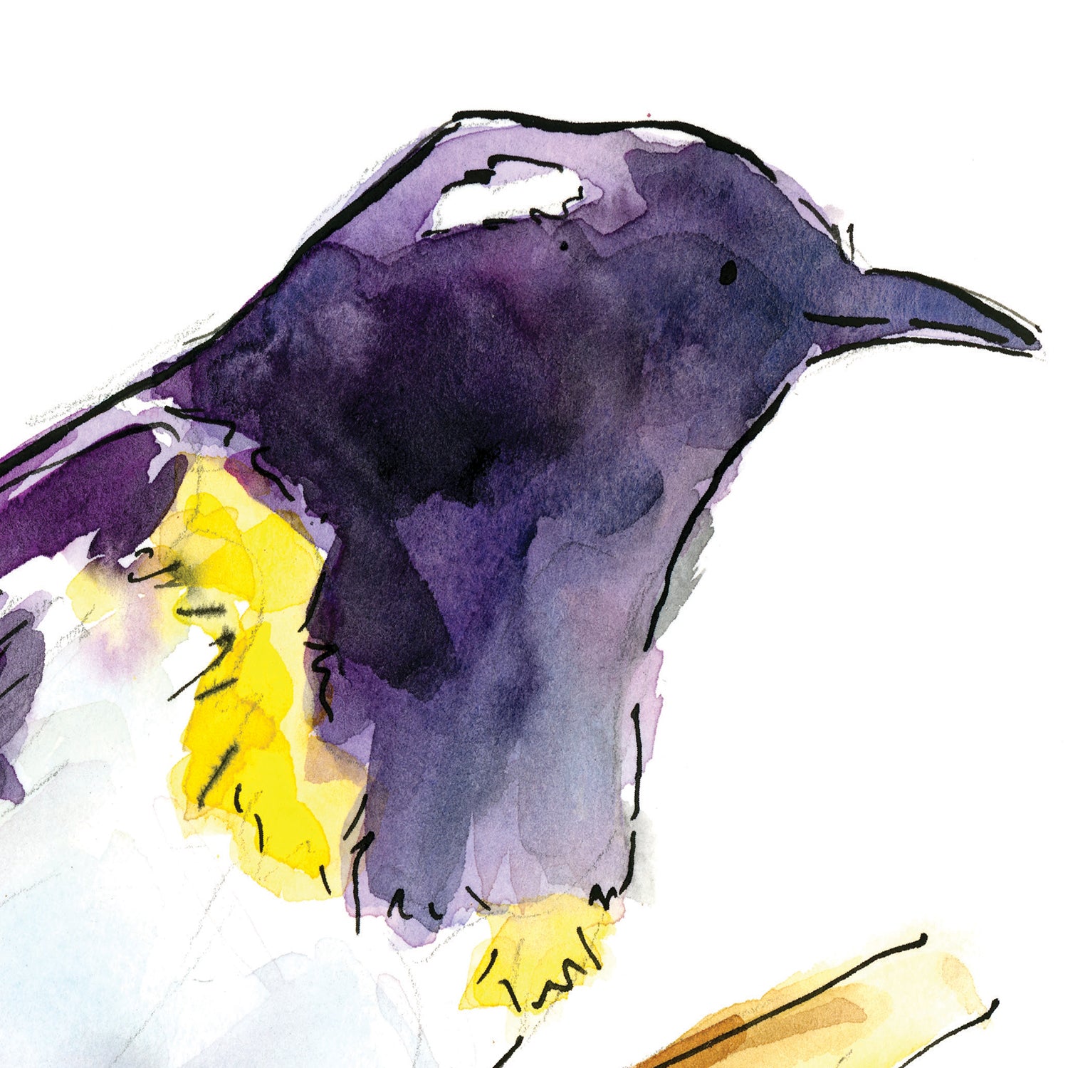 Hihi (Stitchbird) - Raewyn Pope Illustration