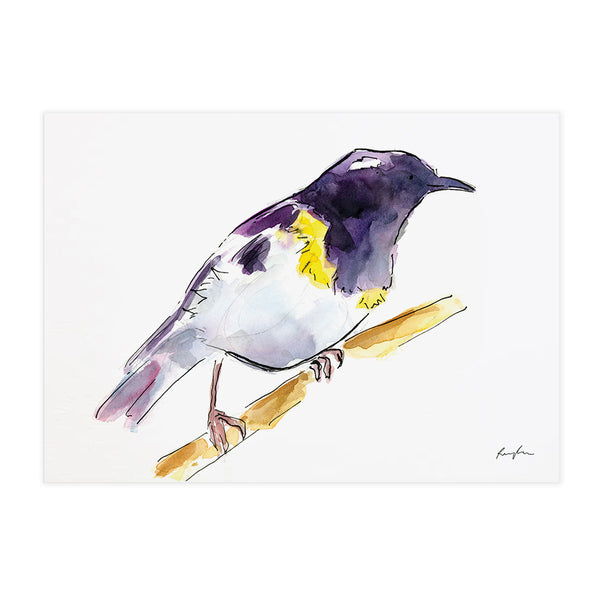 Hihi (Stitchbird) - Raewyn Pope Illustration