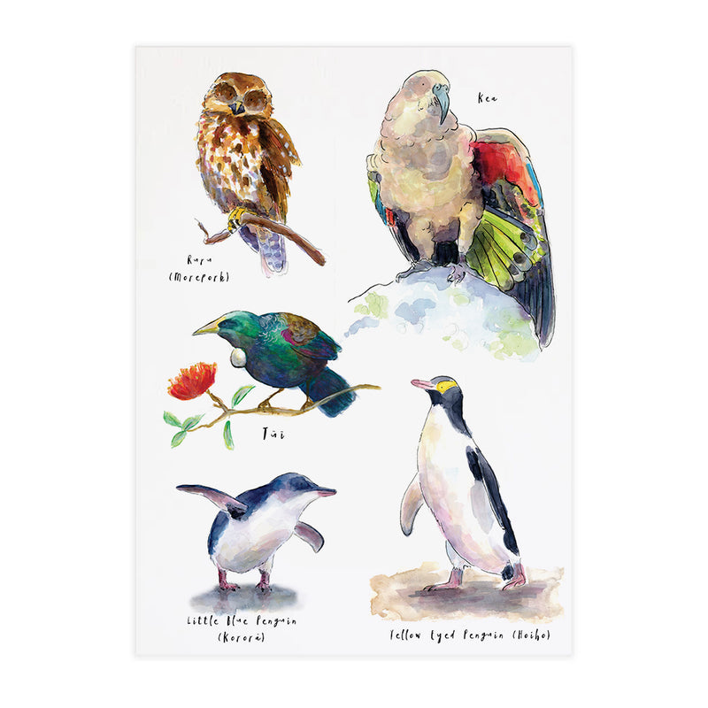 Birds of New Zealand #2 - Raewyn Pope Illustration