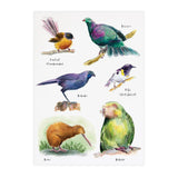 Birds of New Zealand #1 - Raewyn Pope Illustration