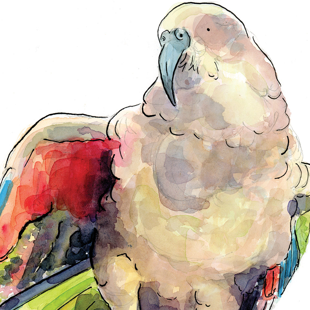 Kea - Raewyn Pope Illustration